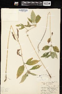 Ambrosia trifida var. trifida image