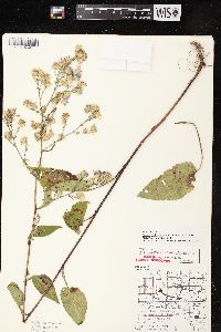 Aster ciliolatus image