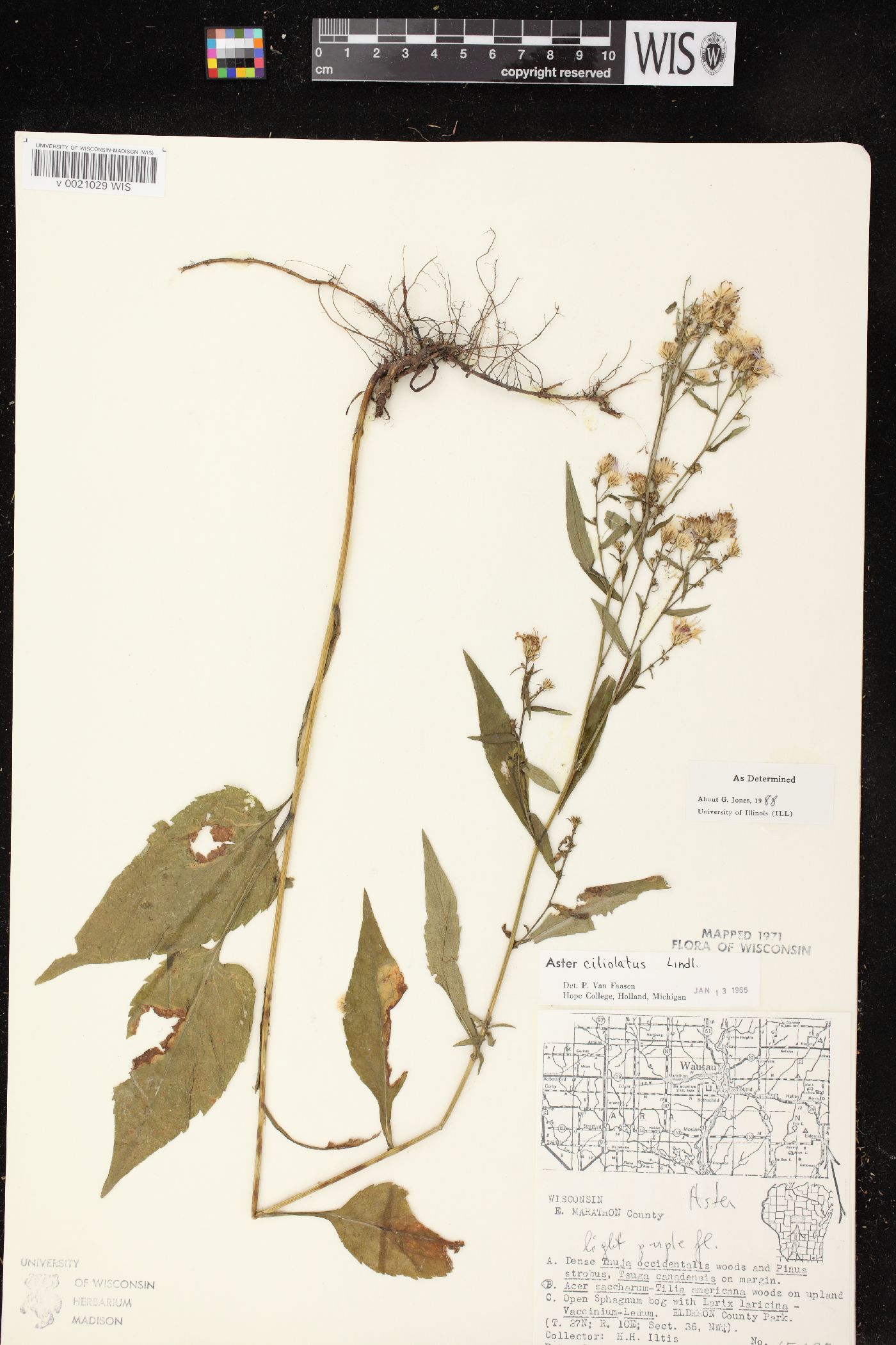 Aster ciliolatus image