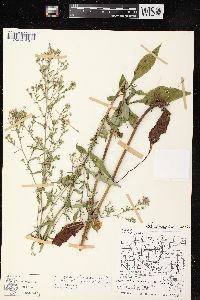 Aster ciliolatus image