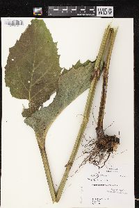 Silphium perfoliatum var. perfoliatum image