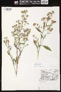 Aster ciliolatus image