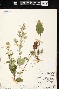 Symphyotrichum cordifolium image