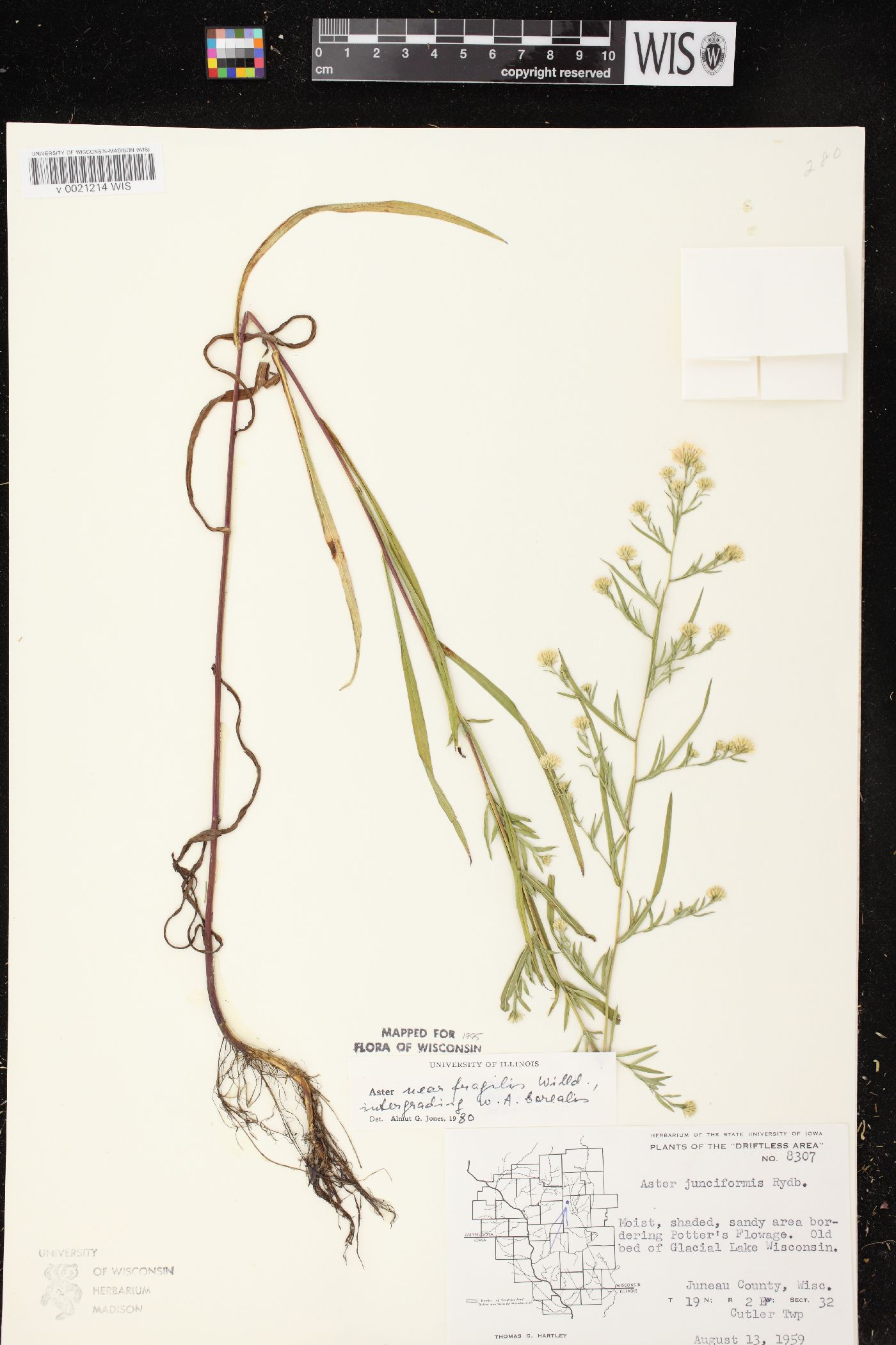 Aster fragilis var. subdumosus image