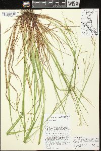 Carex debilis var. rudgei image