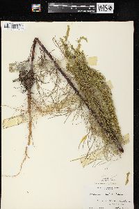 Artemisia campestris image