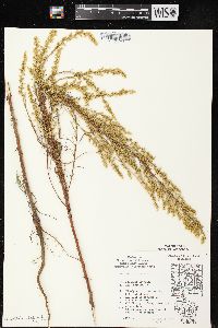 Artemisia campestris image