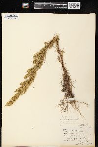 Artemisia campestris subsp. caudata image