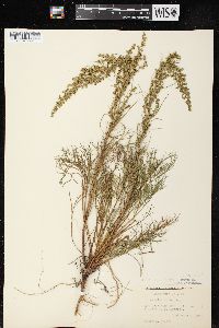 Artemisia campestris subsp. caudata image