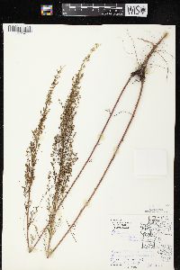 Artemisia campestris subsp. caudata image