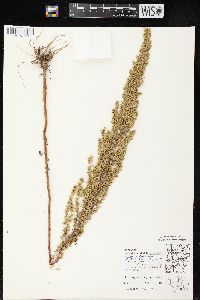 Artemisia campestris image