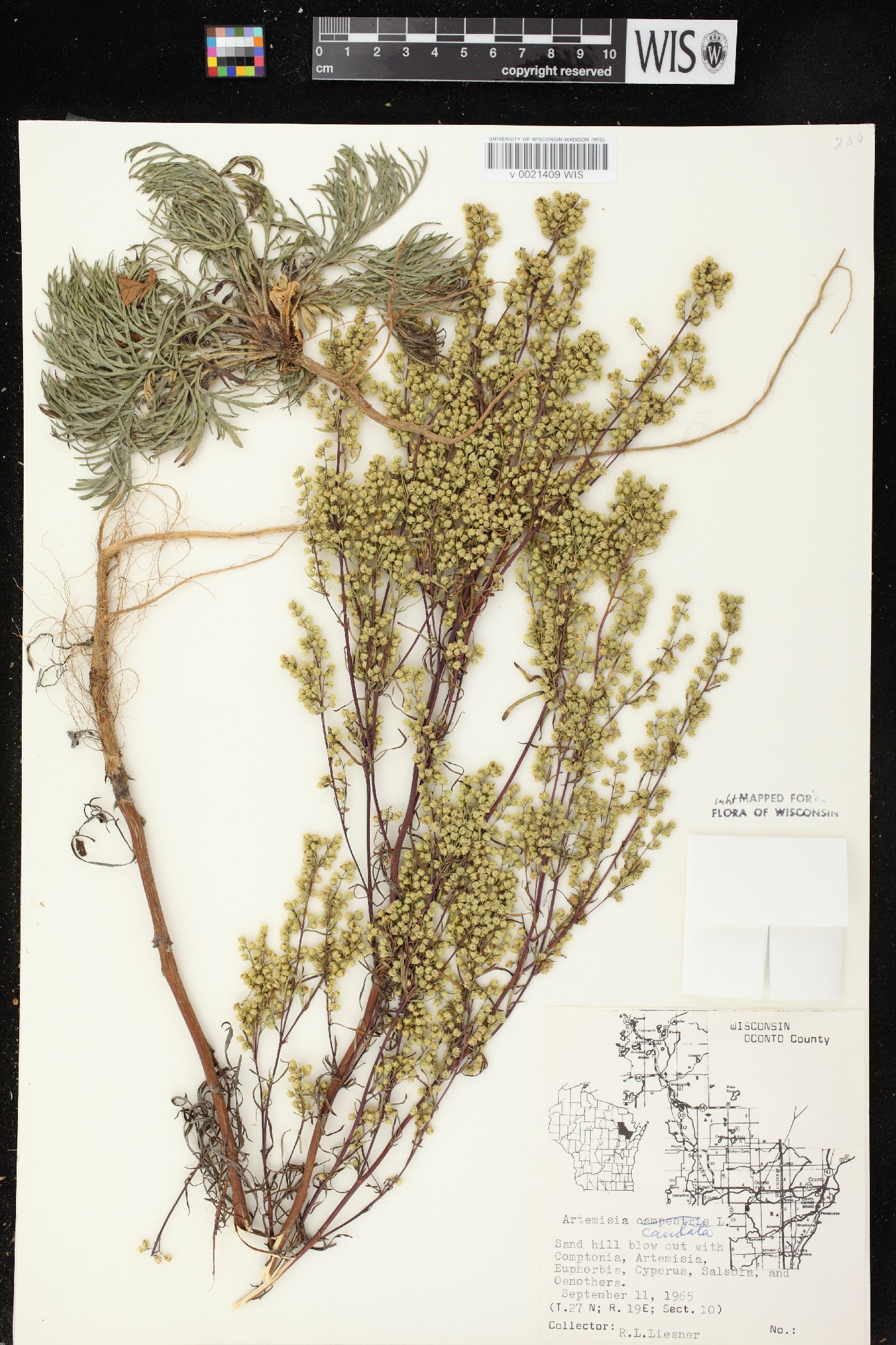 Artemisia campestris subsp. caudata image