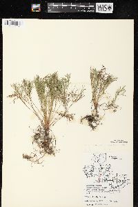 Artemisia campestris image