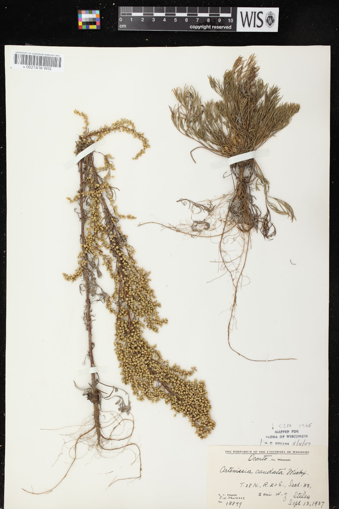 Artemisia campestris subsp. caudata image