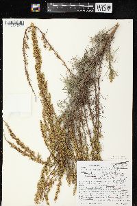 Artemisia campestris image