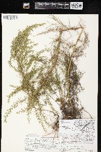 Artemisia campestris image