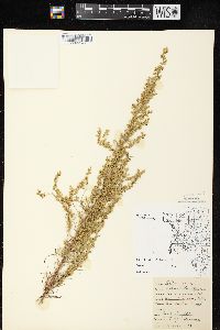 Artemisia campestris image