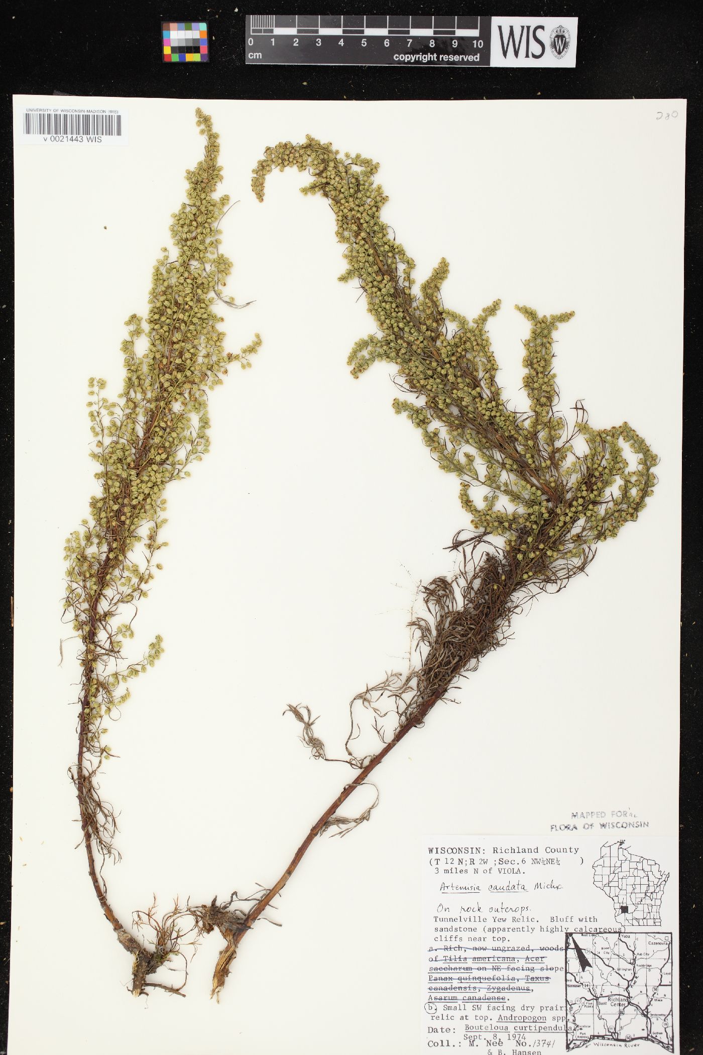 Artemisia campestris subsp. caudata image