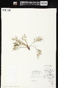 Artemisia campestris image