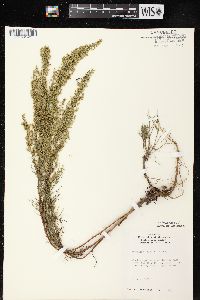 Artemisia campestris subsp. caudata image