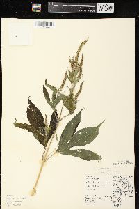 Ambrosia trifida var. trifida image