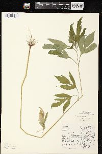 Ambrosia trifida var. trifida image