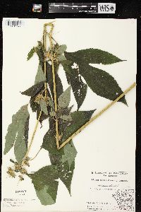 Ambrosia trifida var. trifida image