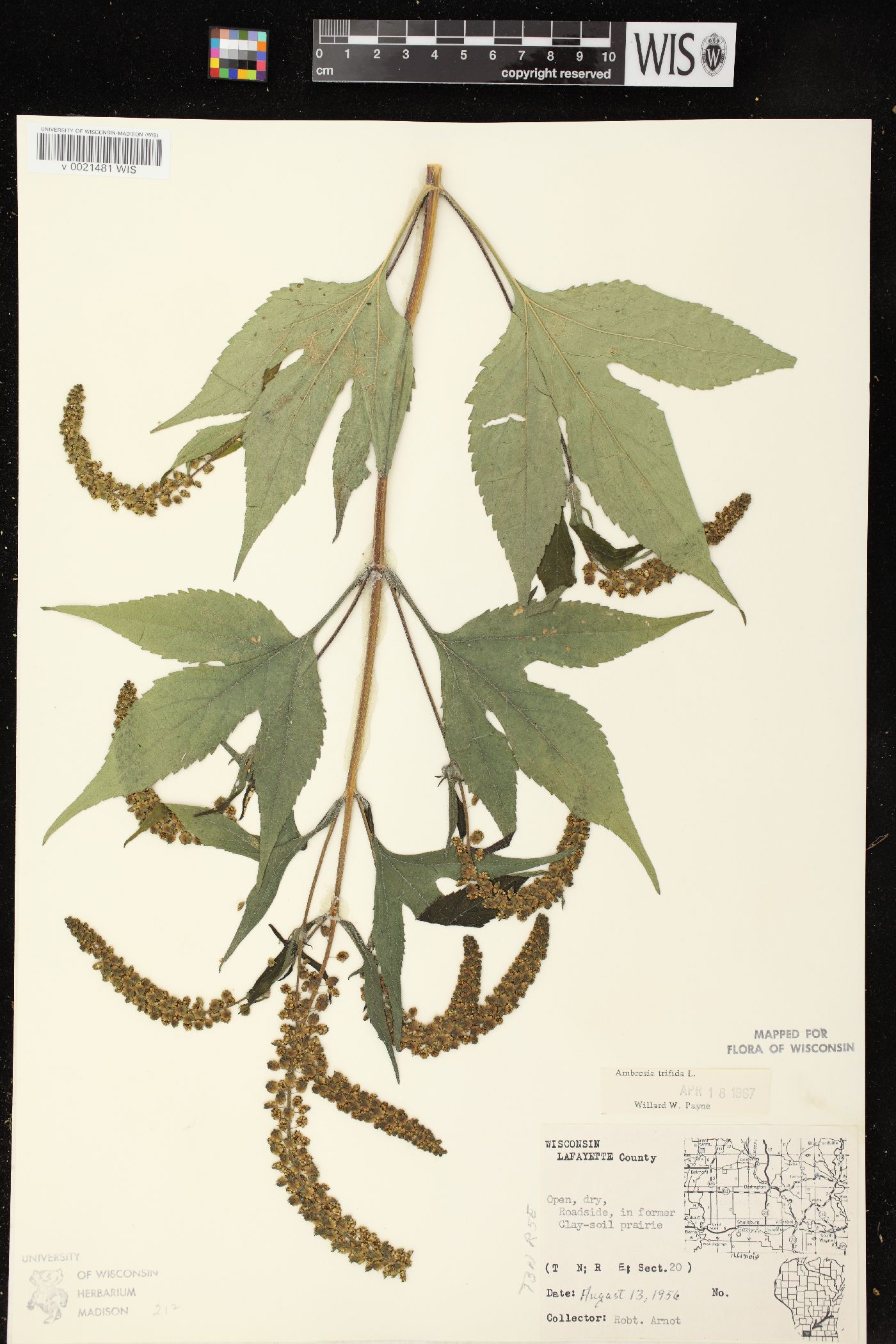 Ambrosia trifida var. trifida image