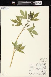 Ambrosia trifida var. trifida image