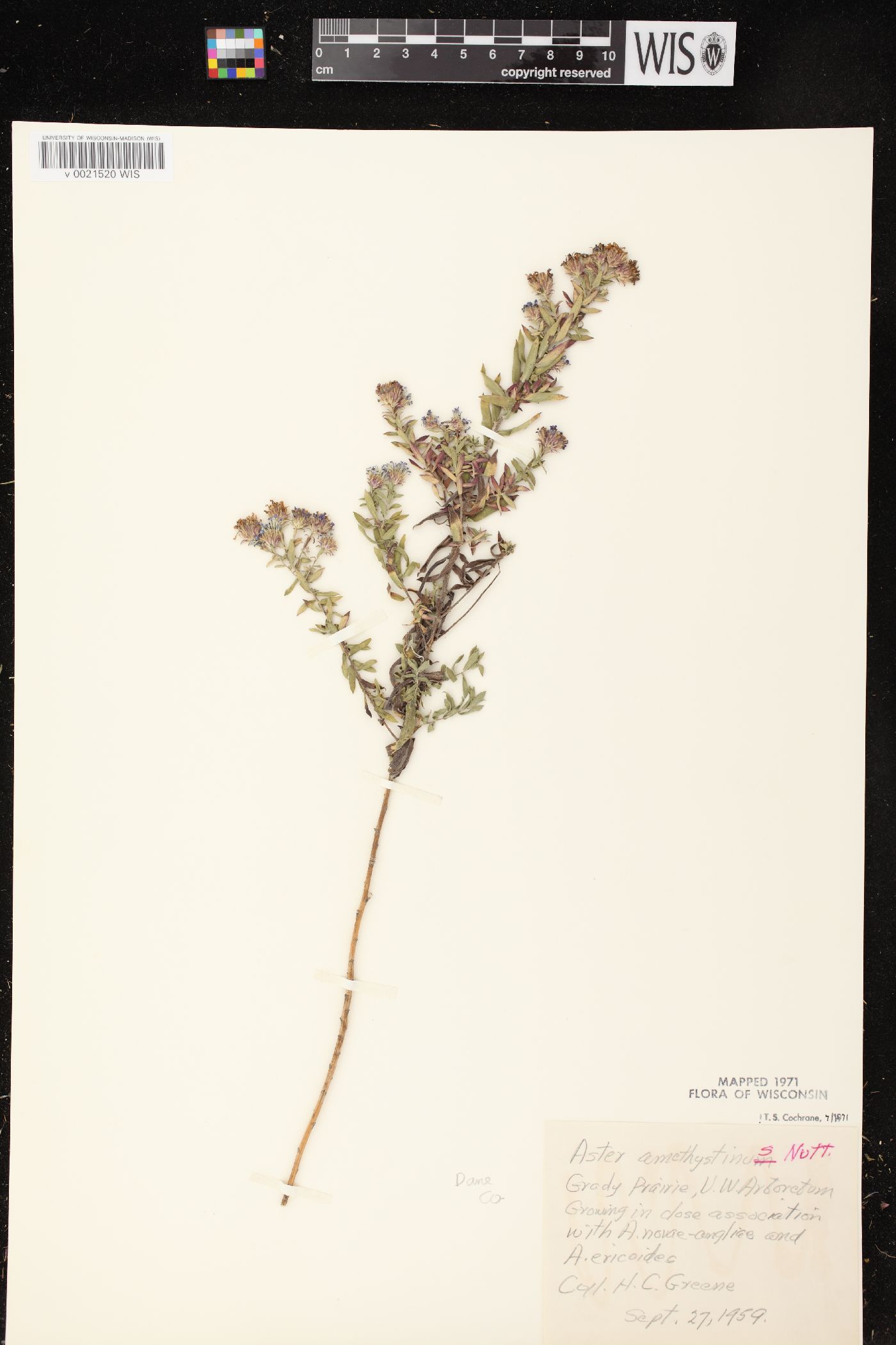 Aster x amethystinus image