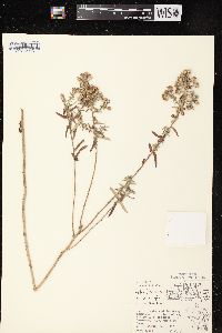 Aster x amethystinus image