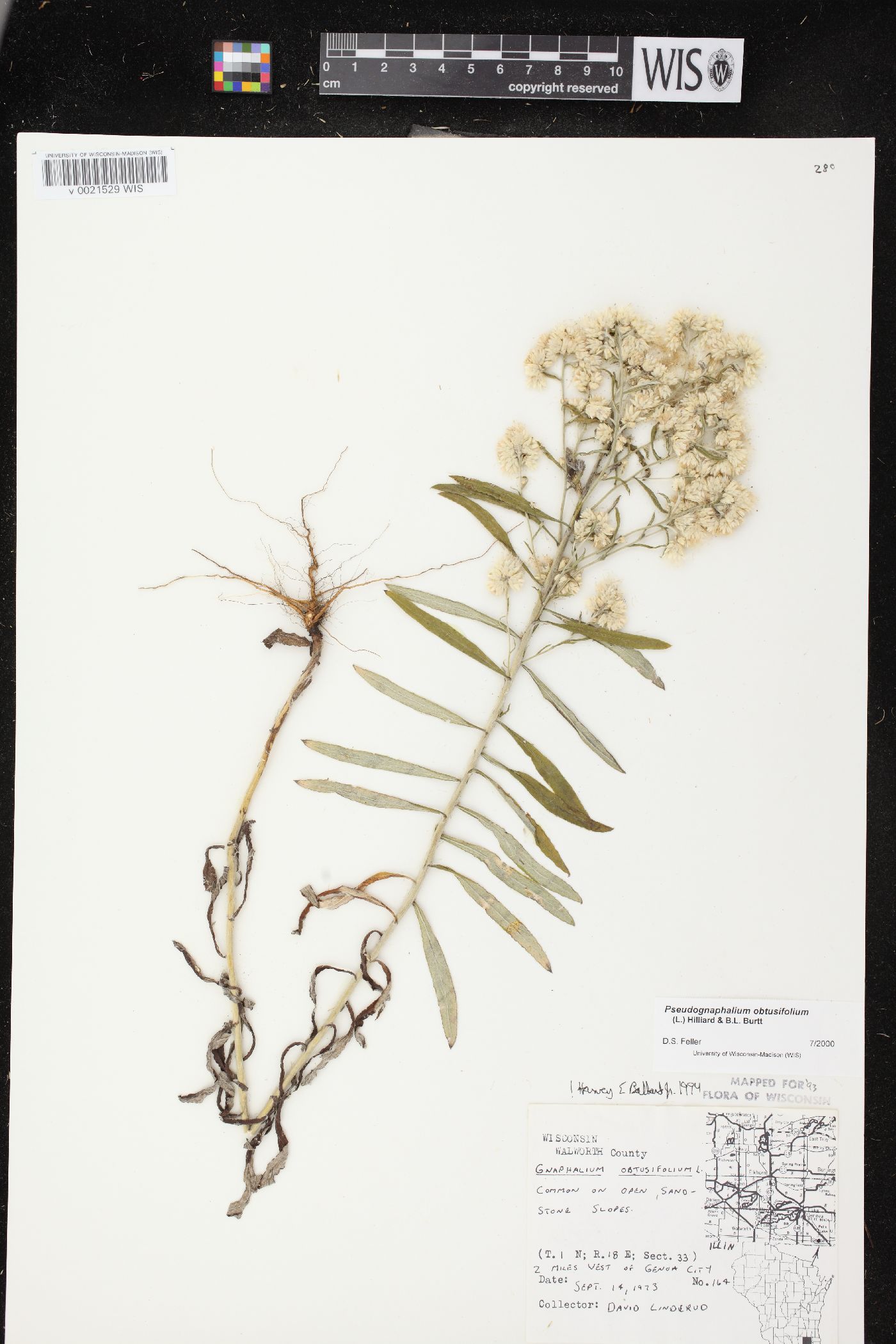 Pseudognaphalium obtusifolium subsp. obtusifolium image