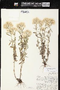 Pseudognaphalium obtusifolium subsp. obtusifolium image