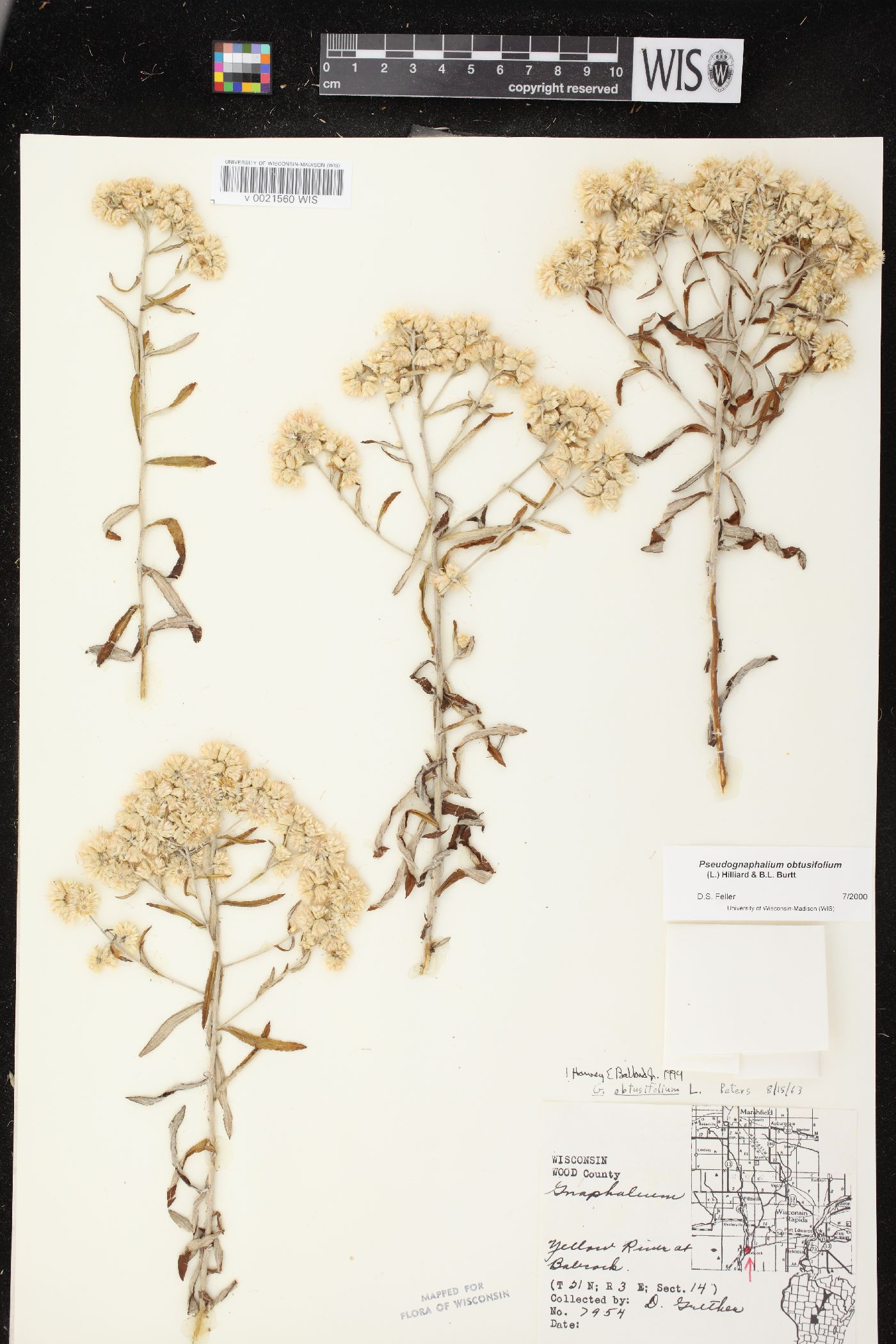 Pseudognaphalium obtusifolium subsp. obtusifolium image