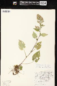 Symphyotrichum cordifolium image