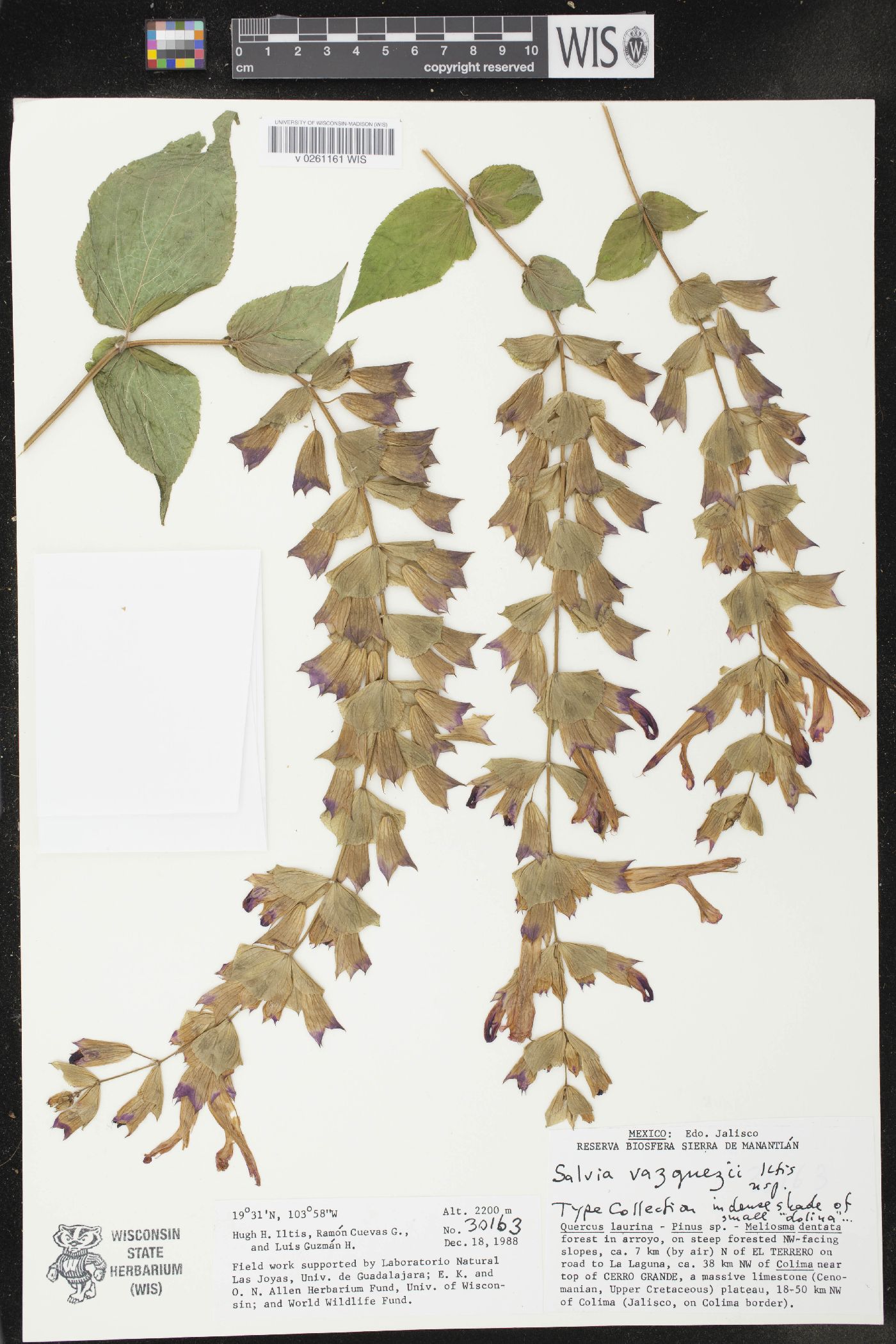 Virola albidiflora image