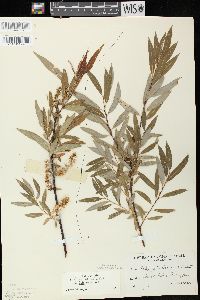 Salix petiolaris image