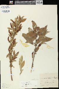 Salix lucida image