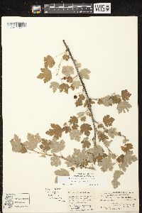 Ribes cynosbati image