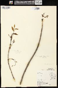 Fraxinus nigra image