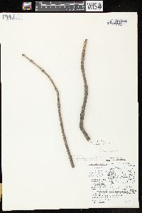 Fraxinus nigra image