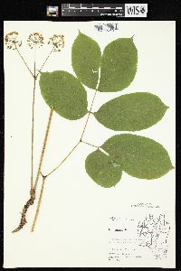 Aralia nudicaulis image