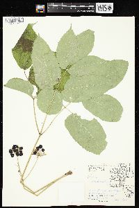 Aralia nudicaulis image