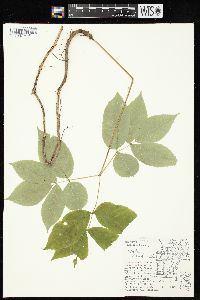 Aralia nudicaulis image