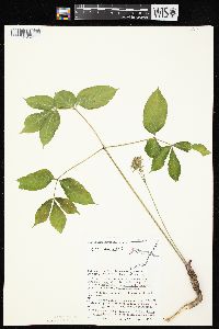 Aralia nudicaulis image