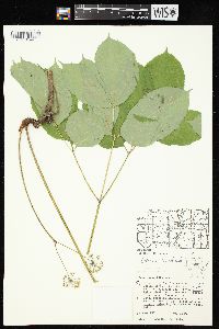 Aralia nudicaulis image