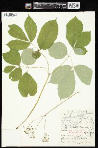 Aralia nudicaulis image