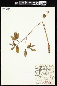 Aralia nudicaulis image