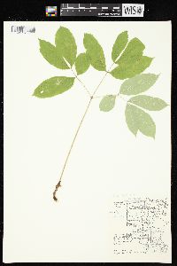 Aralia nudicaulis image