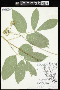 Aralia nudicaulis image